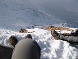 Четыре ноги
