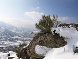 Эфедра забралась повыше
